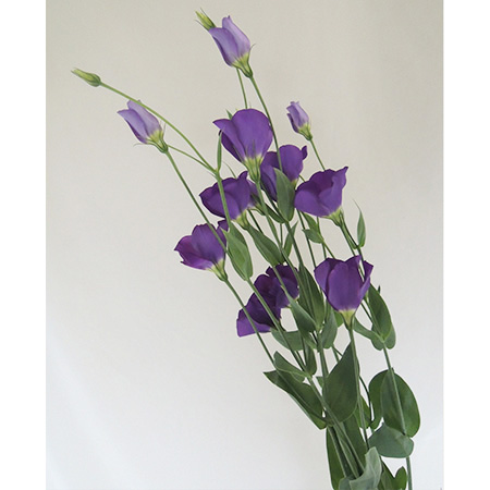 直前 トルコギキョウ セシルブルーなど 濃い紫 小輪一重 通販 はなどんやアソシエ 直前 トルコギキョウ セシルブルーなど 濃い紫 小輪一重 通販 はなどんやアソシエ