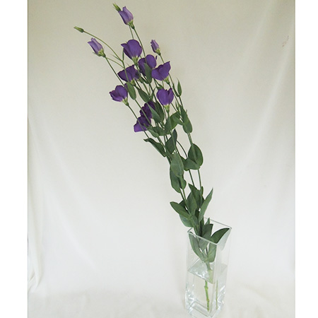 直前 トルコギキョウ セシルブルーなど 濃い紫 小輪一重 通販 はなどんやアソシエ 直前 トルコギキョウ セシルブルーなど 濃い紫 小輪一重 通販 はなどんやアソシエ