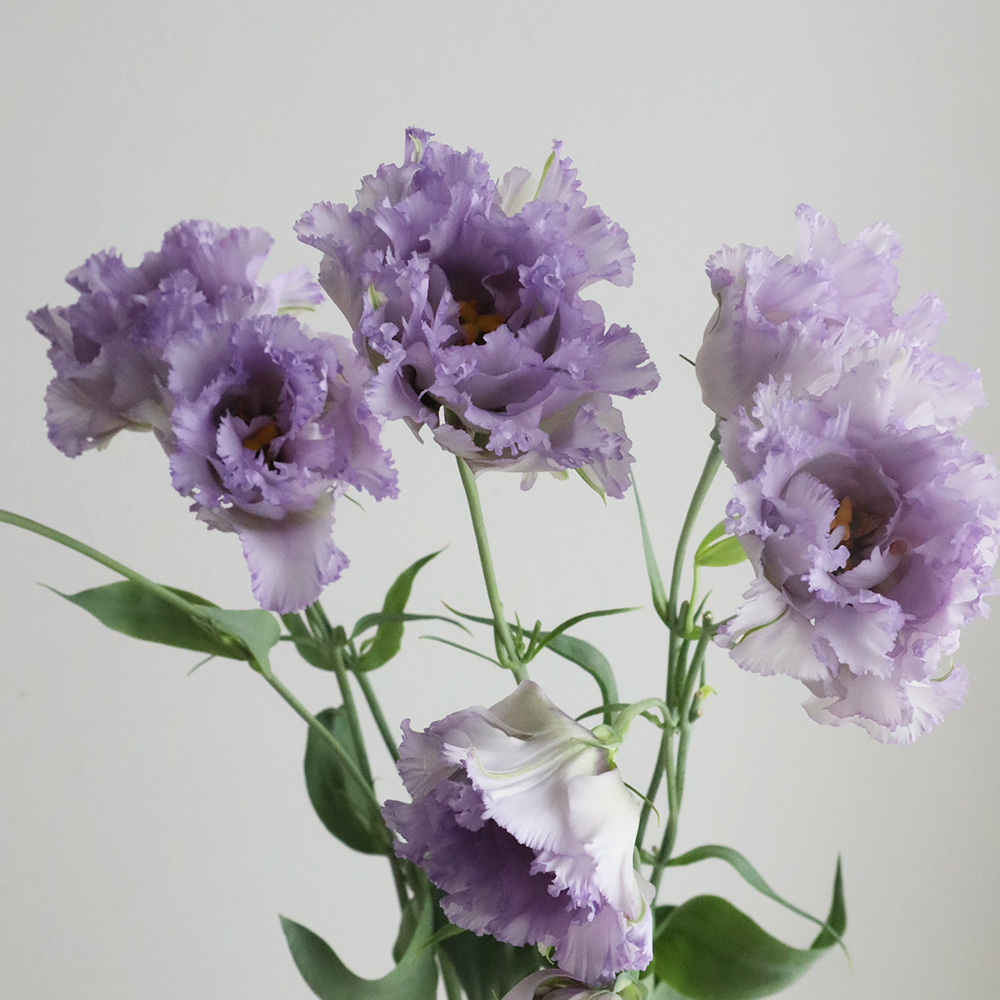 直前!!!】トルコキキョウ NFラベンダー1輪つき【生花】 - 花材通販は