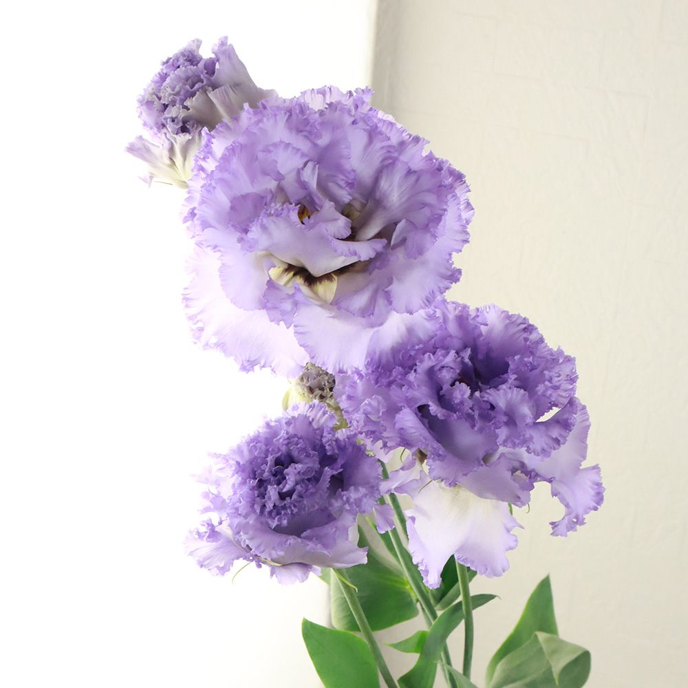 生花 トルコギキョウ Nfラベンダー 青みのうす紫 フリンジ系 Or 13 通販 はなどんやアソシエ 生花 トルコギキョウ Nfラベンダー 青みのうす紫 フリンジ系 Or 13 通販 はなどんやアソシエ