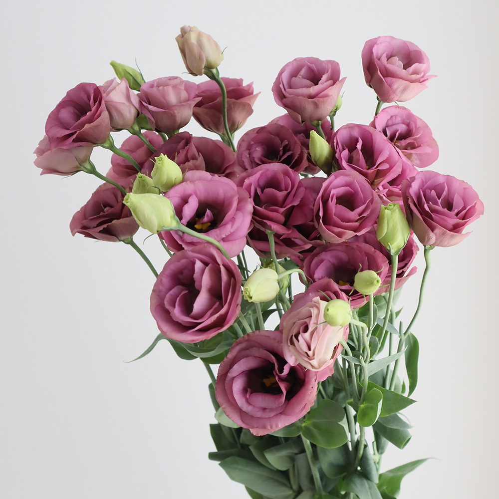 マーコ クレイフラワー　オルレア　トルコ桔梗 クレイフラワー トルコききょう マーコ クレイフラワー オルレア