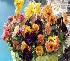 【送料無料】【生花/鉢】苗 ・フリル咲きパンジームーラン フリル バレリンルージュ 　※届日限定:予約10日前【F】