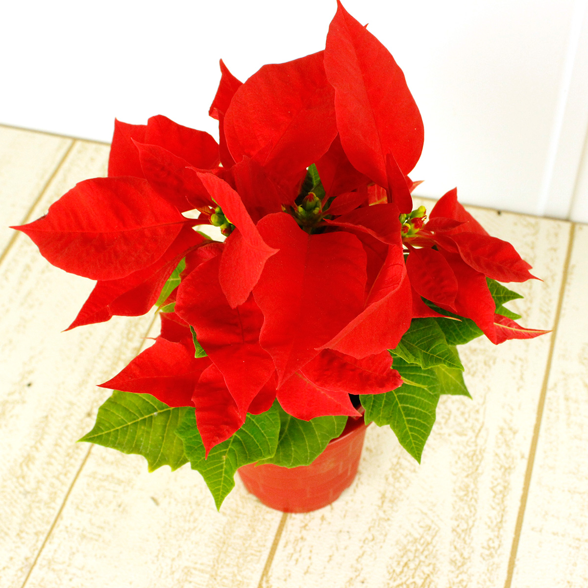 生花 予約it10 ポインセチア 赤 3寸鉢 届日限定 予約10日前 通販 はなどんやアソシエ 生花 予約it10 ポインセチア 赤 3寸鉢 届日限定 予約10日前 通販 はなどんやアソシエ