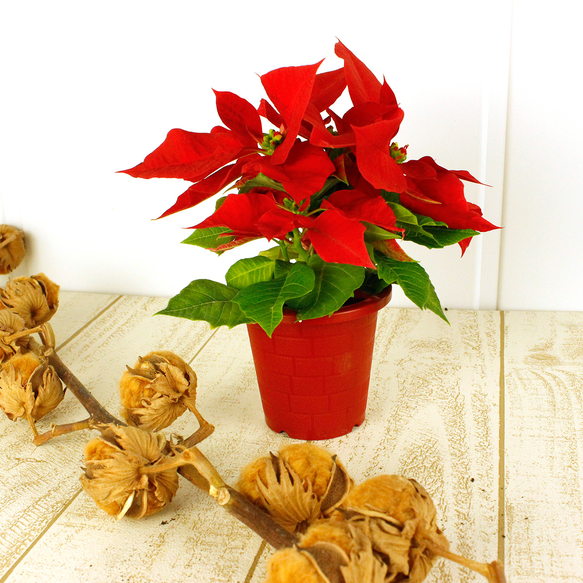 生花 予約it10 ポインセチア 赤 3寸鉢 届日限定 予約10日前 通販 はなどんやアソシエ
