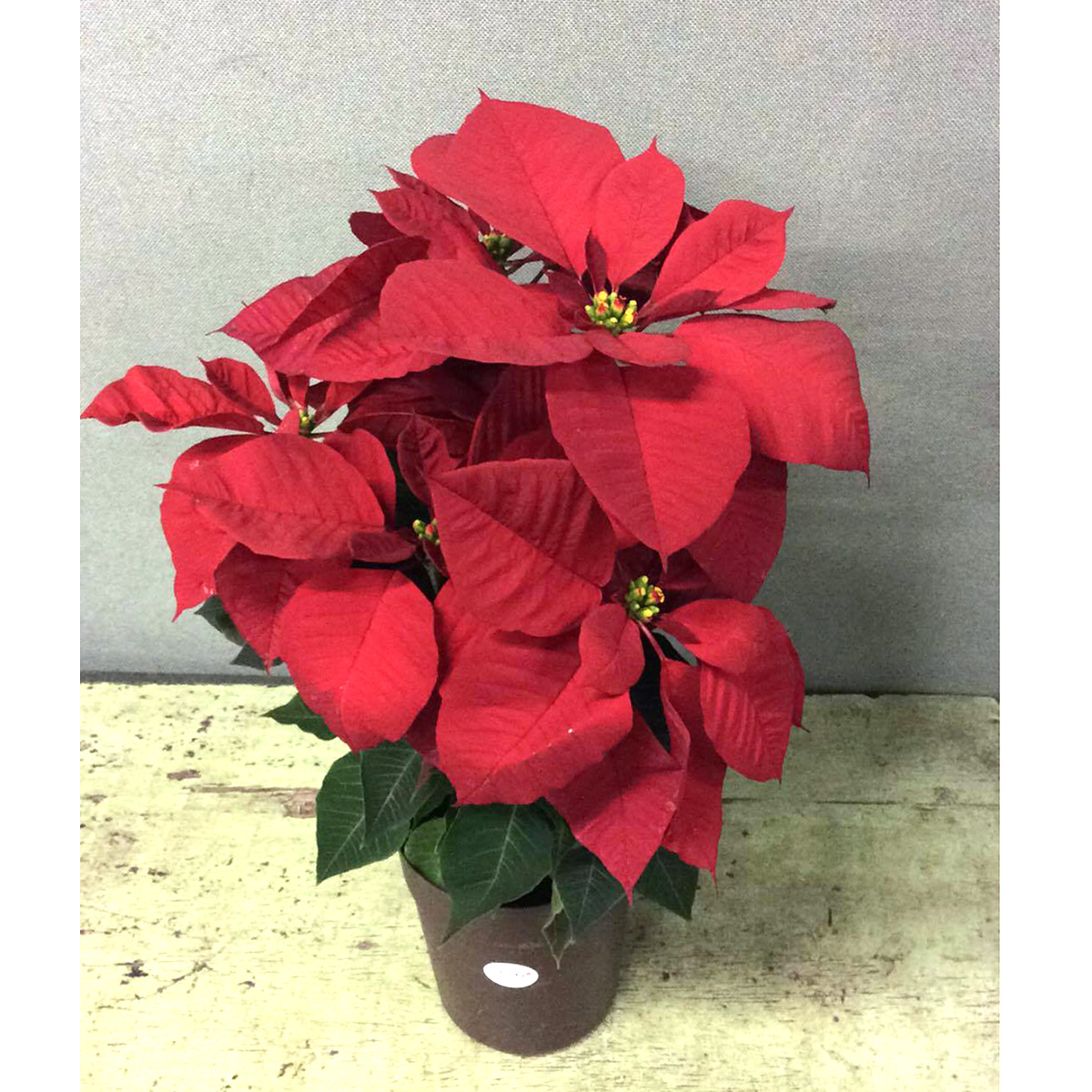 生花/即納】ポインセチア ノエル(赤)(5寸鉢)※同梱不可【JF】 - 花材