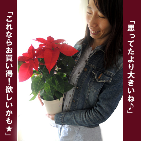 生花 即納 ポインセチア ノエル 赤 5寸鉢 同梱不可 Jf 通販 はなどんやアソシエ 生花 即納 ポインセチア ノエル 赤 5寸鉢 同梱不可 Jf 通販 はなどんやアソシエ