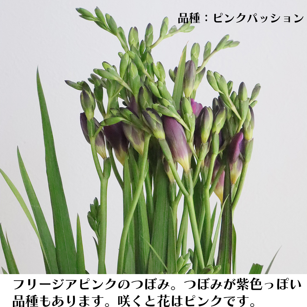 直前 フリージア ピンク系 品種おまかせ 生花 通販 はなどんやアソシエ 直前 フリージア ピンク系 品種おまかせ 生花 通販 はなどんやアソシエ
