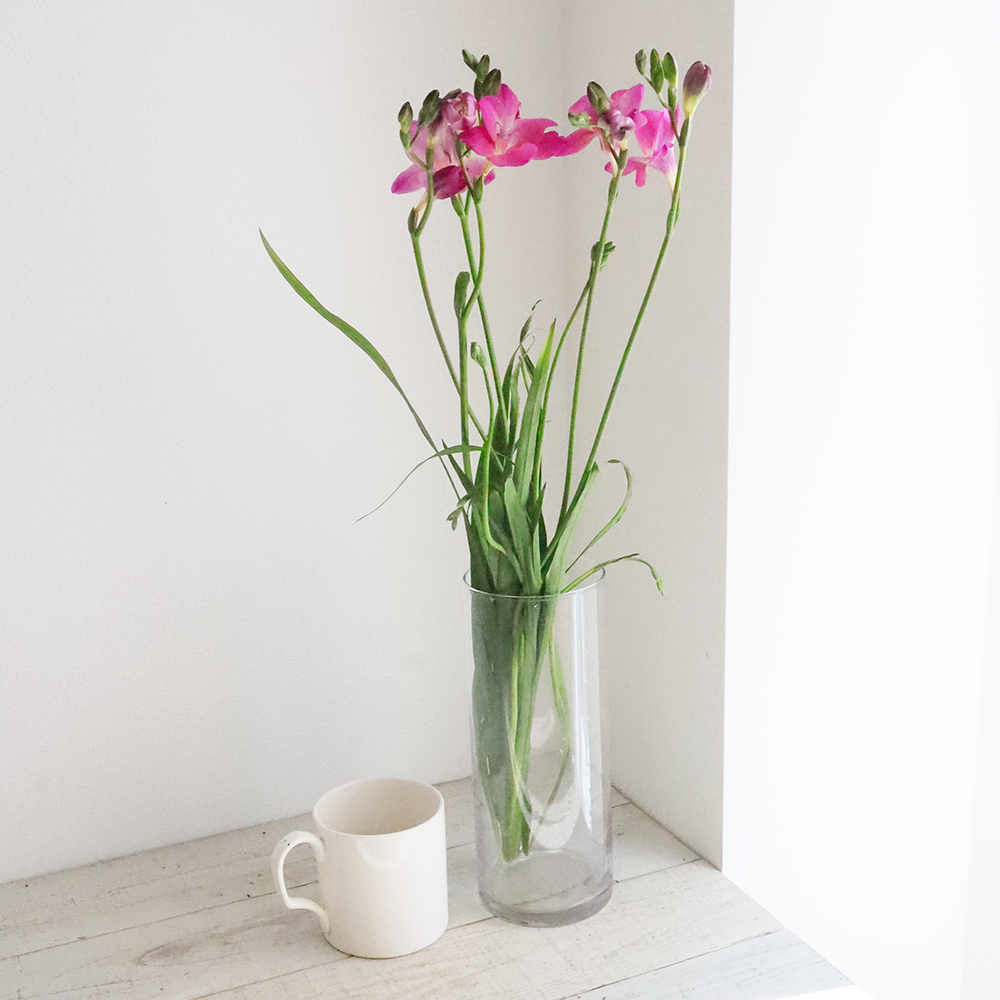 生花 フリージア ピンク系 品種おまかせ Fj 通販 はなどんやアソシエ 生花 フリージア ピンク系 品種おまかせ Fj 通販 はなどんやアソシエ