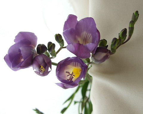 生花 フリージア ブルーシー 紫 今週のオトク Ot 通販 はなどんやアソシエ 生花 フリージア ブルーシー 紫 今週のオトク Ot 通販 はなどんやアソシエ