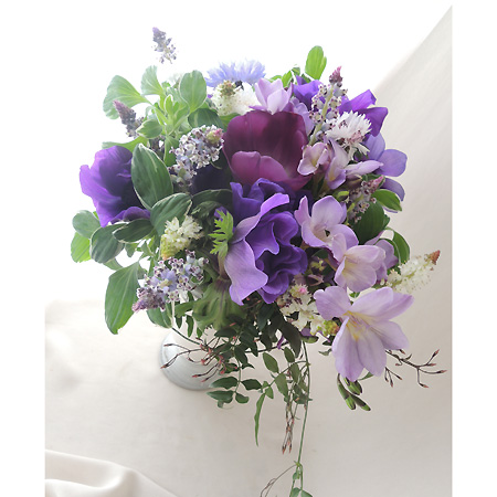 直前 生花 フリージア ブルーシー 紫 今週のオトク Ot 小花フェア対象 通販 はなどんやアソシエ 直前 生花 フリージア ブルーシー 紫 今週のオトク Ot 小花フェア対象 通販 はなどんやアソシエ