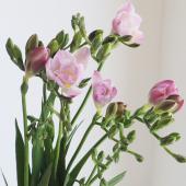 生花】フリージア ハネムーン(八重ピンク) - 花材通販はなどんやアソシエ