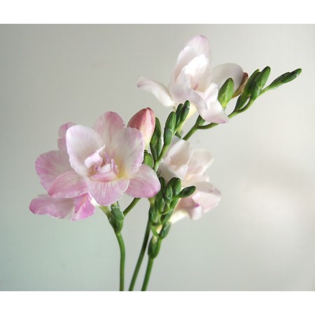 生花 高成園のフリージア ハネムーン 淡いピンク八重 葉なし 通販 はなどんやアソシエ 生花 高成園のフリージア ハネムーン 淡いピンク八重 葉なし 通販 はなどんやアソシエ