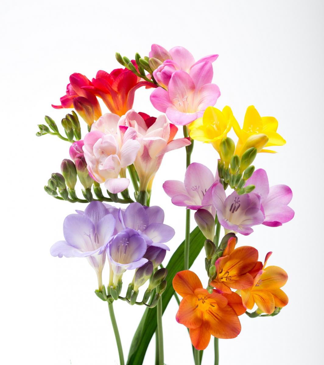 生花 フリージア エアリーイエロー 60cm程度 石川県 エアリーフローラ Fj 通販 はなどんやアソシエ 生花 フリージア エアリーイエロー 60cm程度 石川県 エアリーフローラ Fj 通販 はなどんやアソシエ