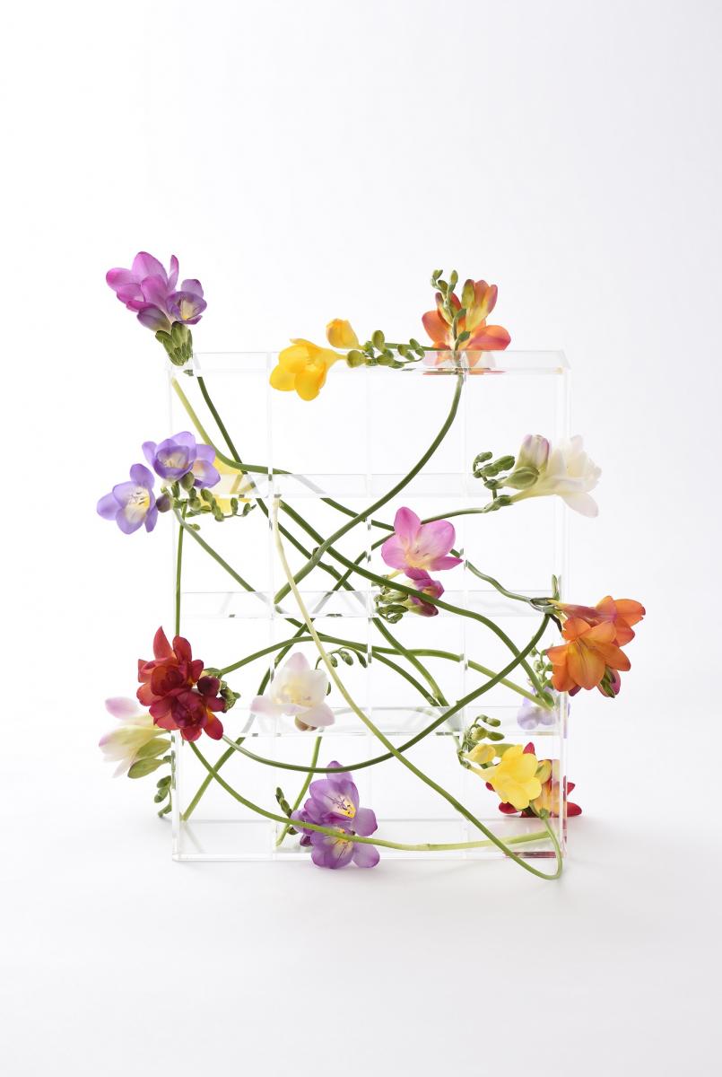 直前 フリージア エアリーパープル 50cm程度 石川県 エアリーフローラ 生花 通販 はなどんやアソシエ 直前 フリージア エアリーパープル 50cm程度 石川県 エアリーフローラ 生花 通販 はなどんやアソシエ