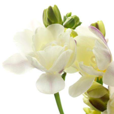 【生花】フリージア エアリーフローラ(白系) 石川県・エアリーフローラ 【早締切-71】