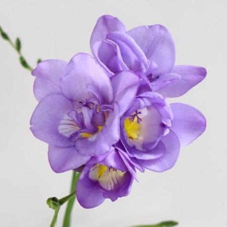 【08直前!】高成園のフリージア アネシー(八重紫)40CMユーロスタイル　※入荷少量