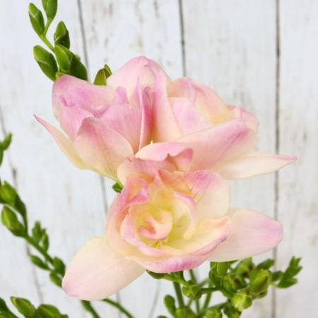 【08直前】高成園のフリージア 　ロザリオ(淡ピンク八重)60CMユーロスタイル【生花】