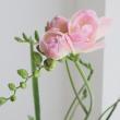【08直前】高成園のフリージア 　ロザリオ(淡ピンク八重)60CMユーロスタイル【生花】