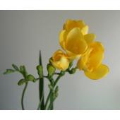 フリージア 生花 Smith 品種おまかせ【50cm/茨城】｜Flower 生花】フリージア(黄) 黄色とピンクのグラデーション 花