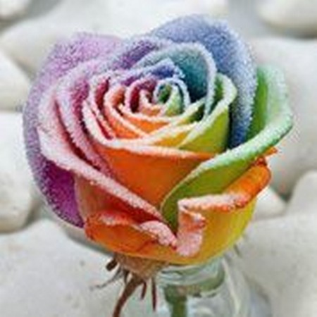 生花FM】フロスト レインボー バラ-824202 ※届日限定4月30日-5月12日