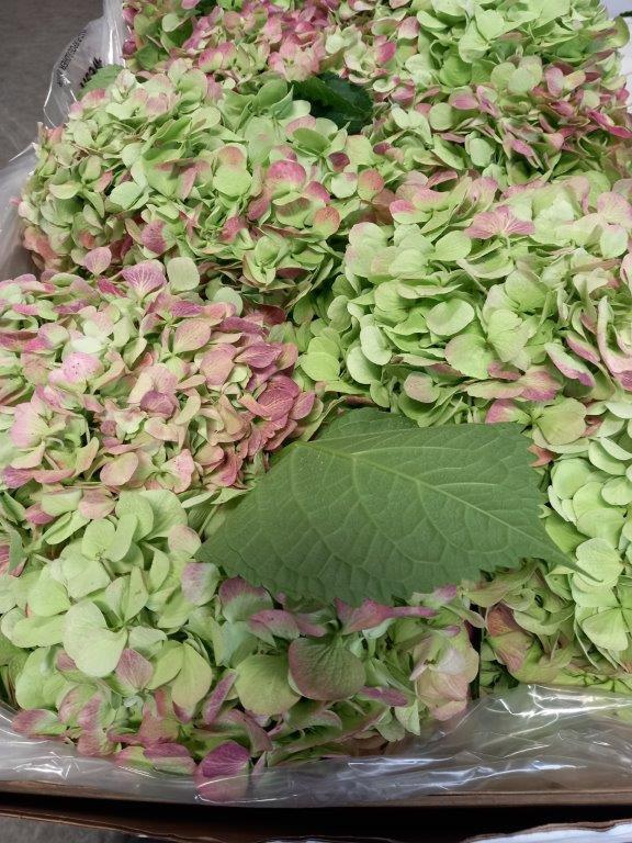 08直前f 輸入アジサイ ジュリアナ グリーンピンク 秋色 40cm 通販 はなどんやアソシエ 08直前f 輸入アジサイ ジュリアナ グリーンピンク 秋色 40cm 通販 はなどんやアソシエ