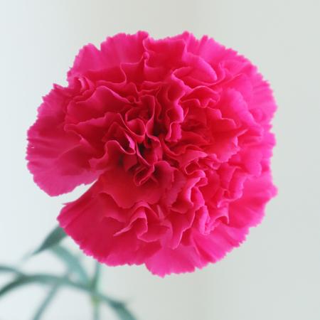 【生花/予約】国産カーネ(ローズピンク)品種おまかせ【FJ】※届日限定:5/2〜5/11