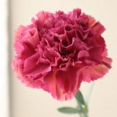 青いカーネーション 生花】藤花園カーネ バイパーワイン(ピンク赤シボリ)【FJ-54