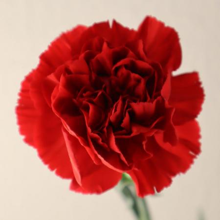 【生花】藤花園カーネ　フォルテ(赤)【FJ】※届日限定5/2ー8