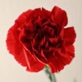 ※販売期間外※【直前!!!!】藤花園カーネ フォルテ(赤)【生花】