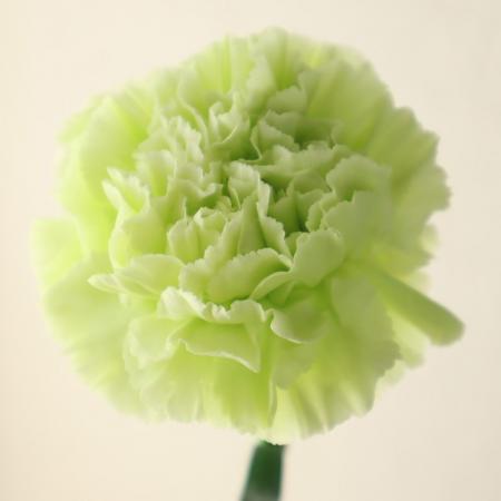 【生花】藤花園カーネ　メリル(ライトグリーン)【FJ】※届日限定5/2ー8