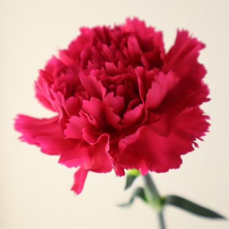 【生花/予約】国産カーネ(白)品種おまかせ【FJ】※届日限定:5/2〜5/11