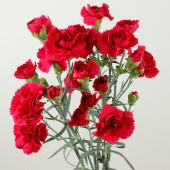 カーネーションさん専用 生花】藤花園SPカーネーション パフューム(淡ピンク)【FJ-54