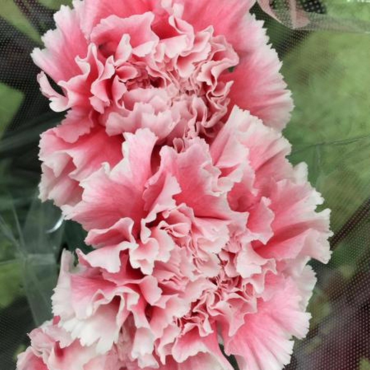 生花】藤花園カーネ コットンキャンディ(ピンク×白)【FJ】※届日