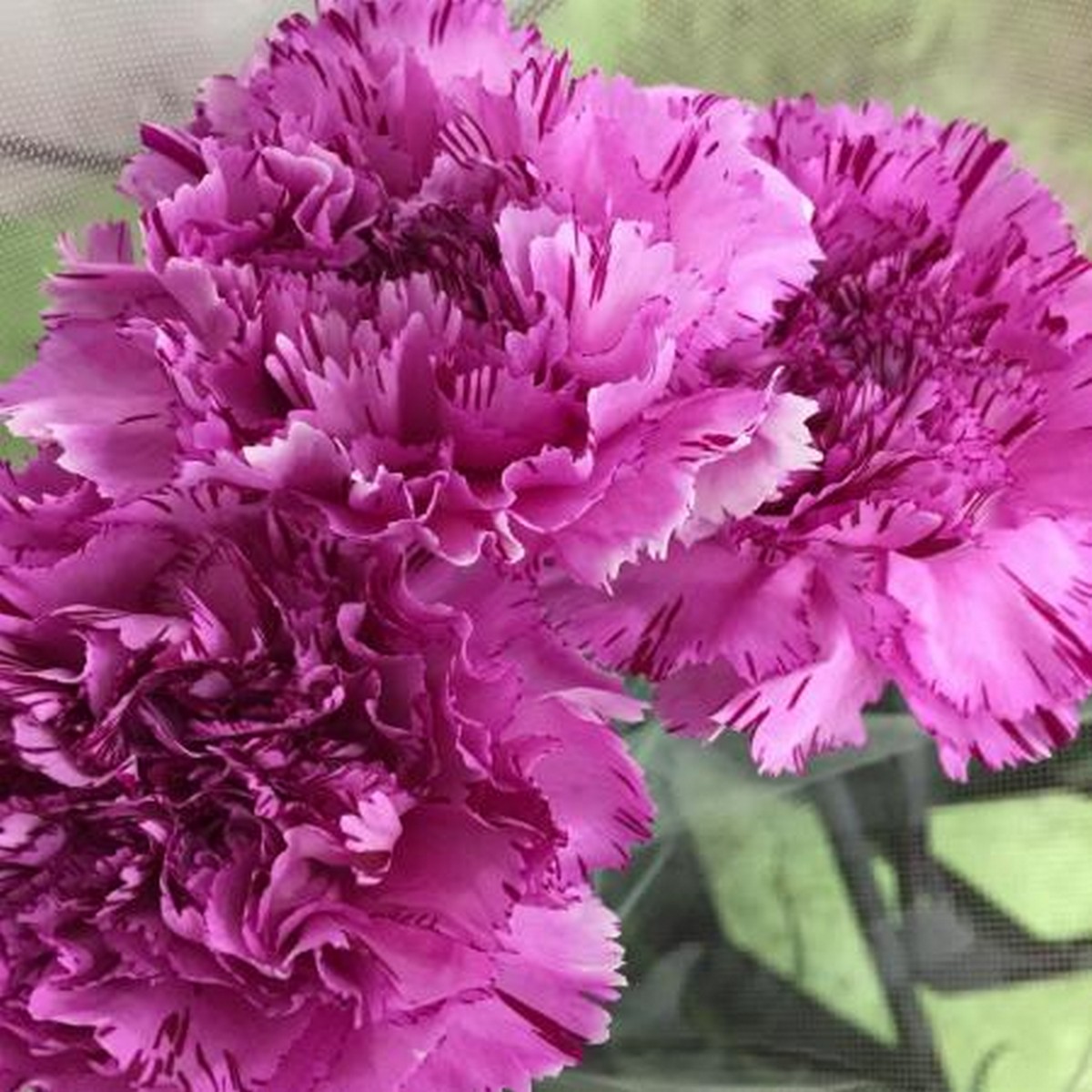 ユーカリ紫陽花ガーランド ユーカリとアナベル紫陽花ガーランド - naturalflowers | minne