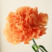 花材セット オレンジ  Ｎｏ．610 花材セット オレンジ No．610 花材セット オレンジ No．610 【公式通販】