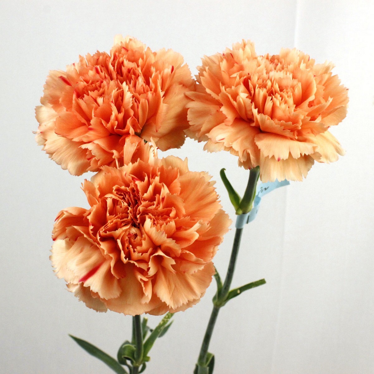 訳アリ 直前 藤花園カーネーション リフレッシュ オレンジ 花首近くの葉の一部に茶色あり 花は美品 生花 通販 はなどんやアソシエ 訳アリ 直前 藤花園カーネーション リフレッシュ オレンジ 花首近くの葉の一部に茶色あり 花は美品 生花 通販 はなどんやアソシエ