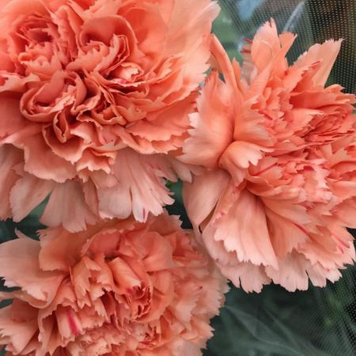 訳アリ 直前 藤花園カーネーション リフレッシュ オレンジ 花首近くの葉の一部に茶色あり 花は美品 生花 通販 はなどんやアソシエ 訳アリ 直前 藤花園カーネーション リフレッシュ オレンジ 花首近くの葉の一部に茶色あり 花は美品 生花 通販 はなどんやアソシエ