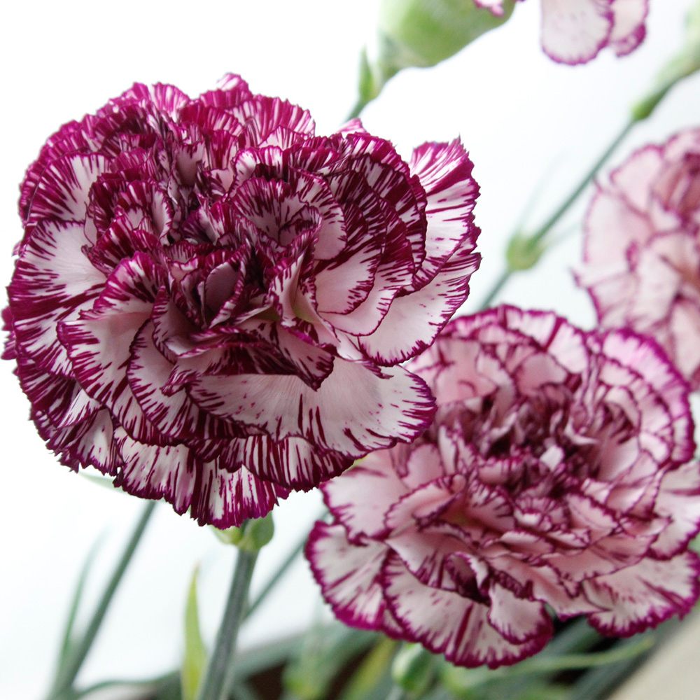 生花 藤花園カーネーション アリシア ピンク ふち紫 届日限定 5 8 5 10 通販 はなどんやアソシエ 生花 藤花園カーネーション アリシア ピンク ふち紫 届日限定 5 8 5 10 通販 はなどんやアソシエ