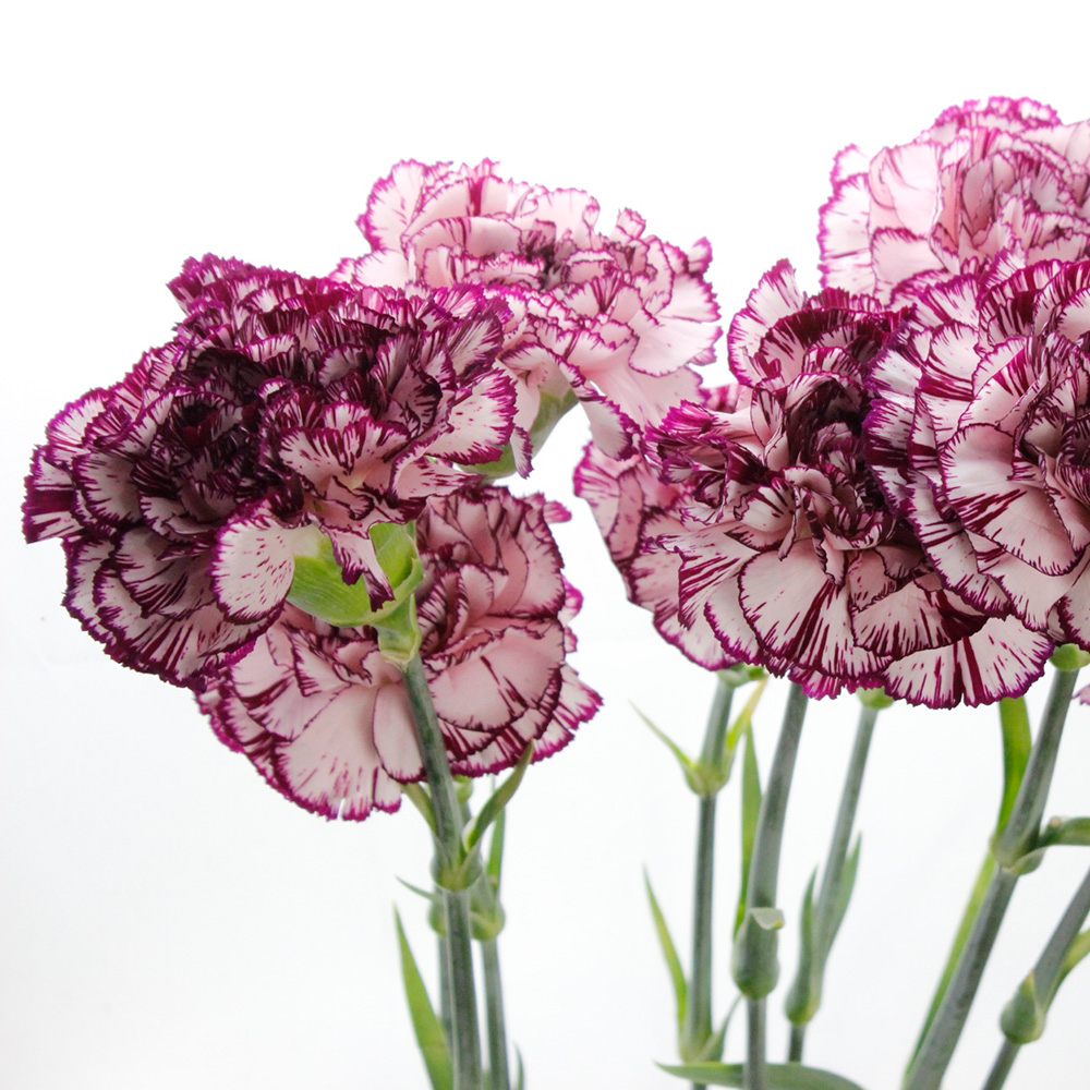 生花 藤花園カーネーション アリシア ピンク ふち紫 Fj 届日限定 5 6 5 10 通販 はなどんやアソシエ 生花 藤花園カーネーション アリシア ピンク ふち紫 Fj 届日限定 5 6 5 10 通販 はなどんやアソシエ