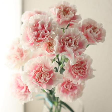カーネーションさん専用 生花】藤花園SPカーネーション パフューム(淡ピンク)【FJ-54