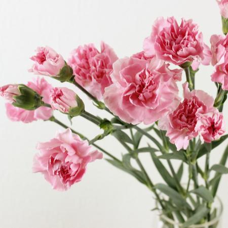 【生花】藤花園SPカーネーション　ドリーミーブロッサム(ピンク)【FJ】※届日限定:5/6-5/10