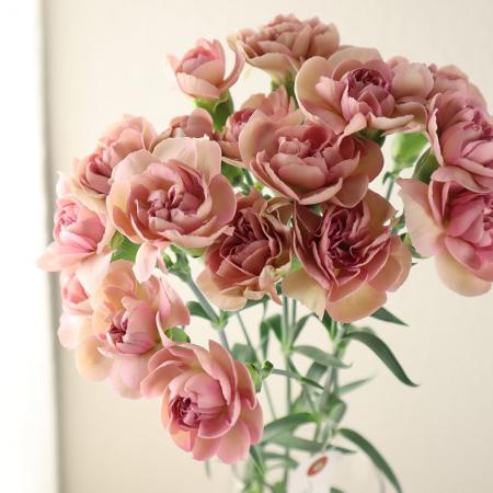 【生花/予約】藤花園スプレーカーネ　アフォガード(ベージュピンク系)【FJ】※届日限定:5/2〜5/11