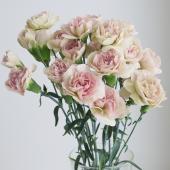 ※販売期間外※【生花/予約】藤花園スプレーカーネ　アフォガード（ベージュピンク系）【早締切-FJ】※届日限定：5/2～5/11