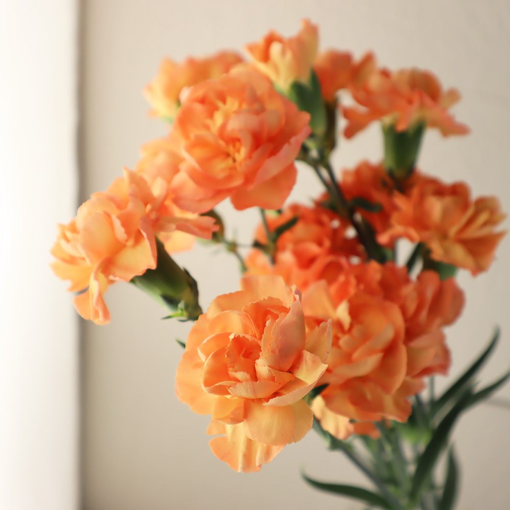 生花】藤花園SPカーネ アイラ(オレンジ) 【FJ】※届日限定:5/7-5/8 - 花