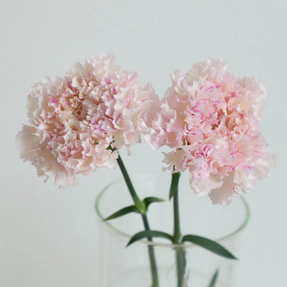 生花】藤花園カーネーション シャララピコ(フリル/ピンク) 60cm程度