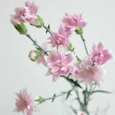 【生花】藤花園SPカーネーション　スタージャージー(星咲きピンク複色)60cm程度【FJ】※届日限定5/10-