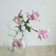 【生花】藤花園SPカーネーション　スタージャージー(星咲きピンク複色)60cm程度【FJ】※届日限定5/10-