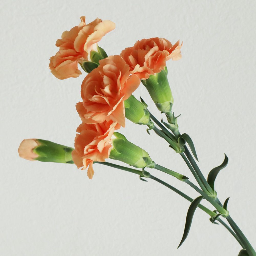 生花】藤花園SPカーネーション カシリー(オレンジ)60cm程度【FJ