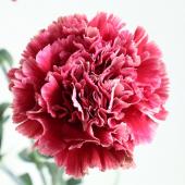 カーネーションさん専用 生花】藤花園カーネーション ガナッシュ(赤茶系複色)60cm程度