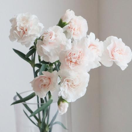 【生花/予約】藤花園スプレーカーネ　パウダーピンク(ごく淡いピンク)【FJ】※届日限定:5/2〜5/11